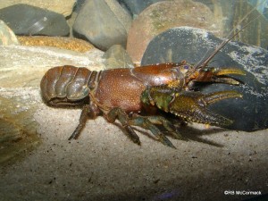 The Small Crayfish Euastacus spinichelatus