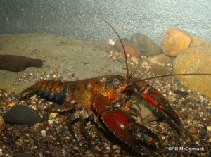 The Bidhawal Crayfish Euastacus bidawalus