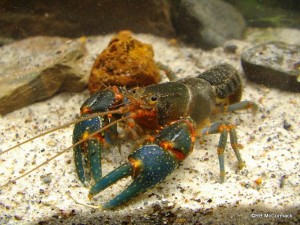 The Hairy Crayfish Euastacus reductus