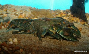 Riek's Crayfish Euastacus rieki