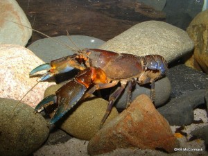 The Mary River Dwarf Crayfish Euastacus urospinosus