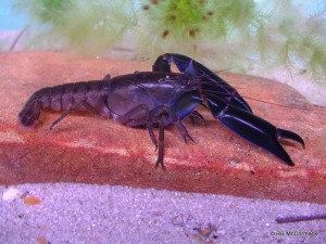 The eastern swamp crayfish Gramastacus lacus