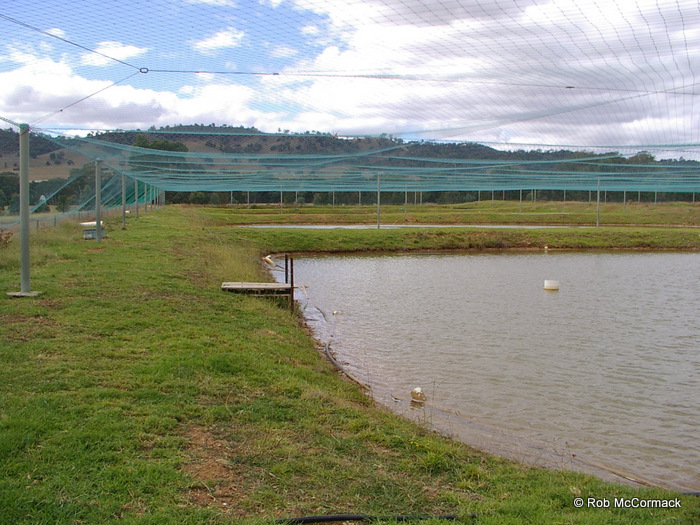 Purpose built commercial yabby ponds