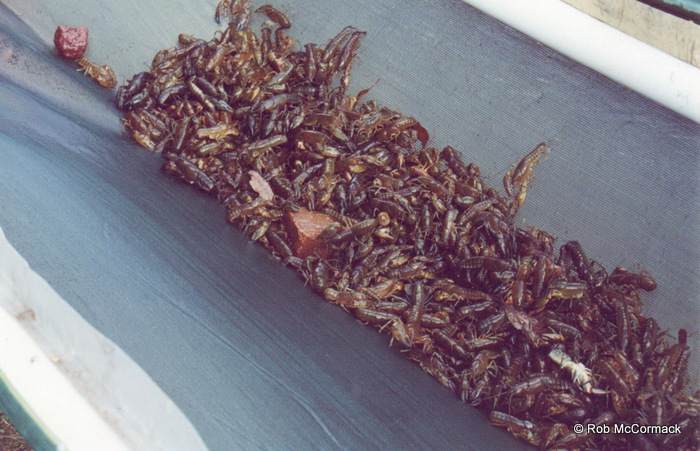 Yabbies in a floating holding cage