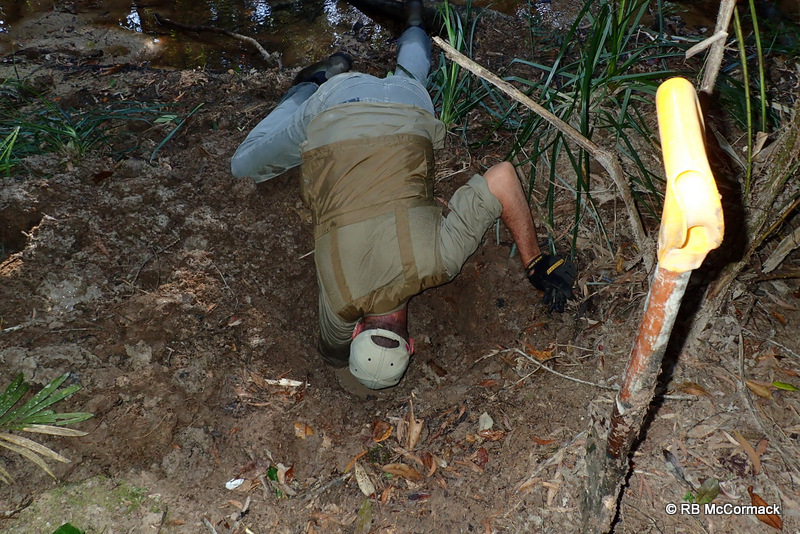 Paul Van der Werf, digging an E. yigara burrow complex