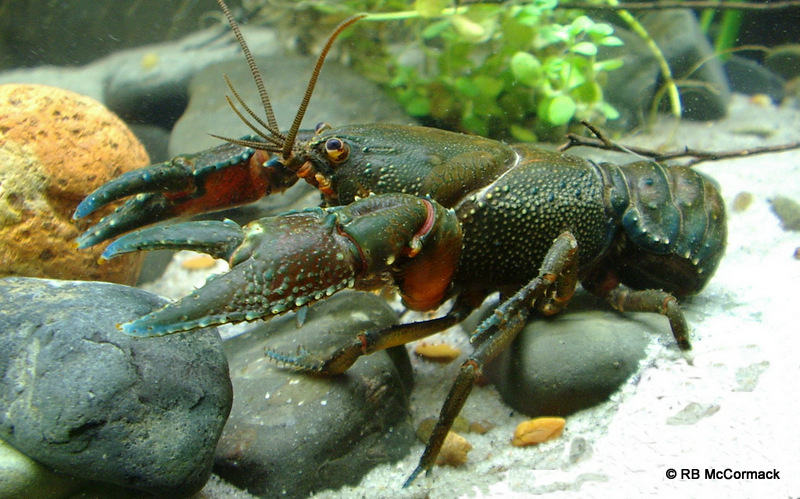 The Bonang River crayfish from the most northern extent of distribution