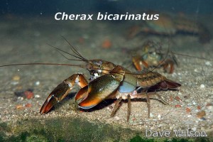 Cherax_bicarinatus