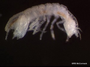 Isopoda Peter Serov