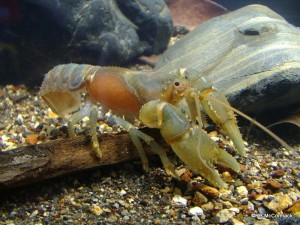 The Swollen Crayfish Euastacus guruhgi