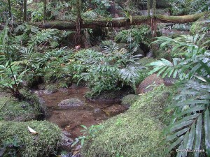Mt Finnigan rainforest stream