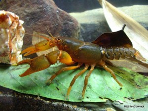 The Balan Crayfish Euastacus balanensis