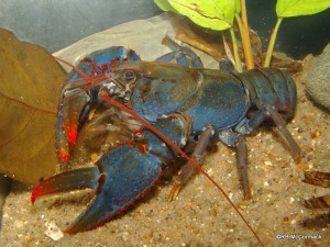 The Red and Blue Spiny Crayfish Euastacus fleckeri