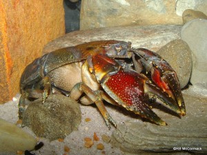 McCormack's Terrestrial Crayfish Euastacus maccai