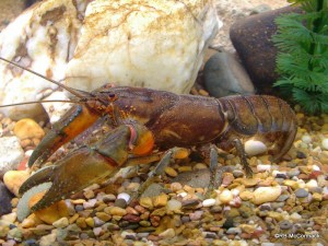 The Orange Bellied Crayfish Euastacus mirangudjin