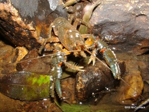 The Mount Glorious Spiny Crayfish Euastacus setosus