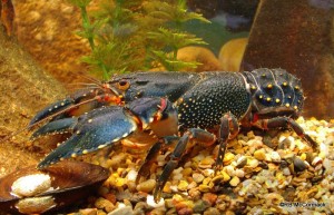 Sutton's Crayfish Euastacus suttoni