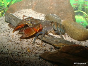 The Hairy Cataract Crayfish Euastacus pilosus