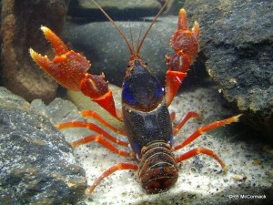 The Cardwell Dwarf Crayfish Euastacus yigara