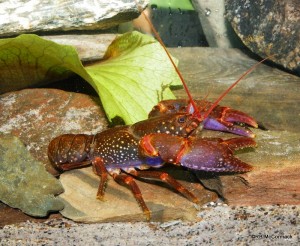 Robert's Crayfish Euastacus robertsi
