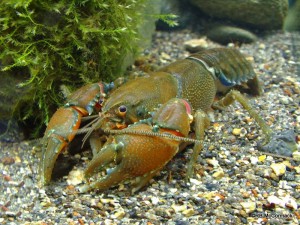 The Orbost Spiny Crayfish Euastacus diversus