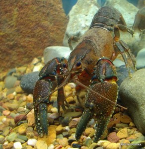 The Hanging Rock Crayfish Euastacus gamilaroi