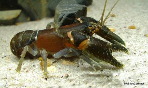 The Smooth Crayfish Euastacus girurmulayn