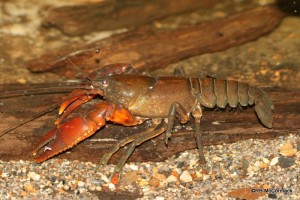 The Bloodclaw Crayfish Euastacus gumar