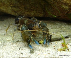 The Hinterland Crayfish Euastacus maidae