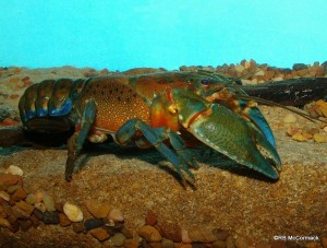The South Gippsland Spiny Crayfish Euastacus neodiversus
