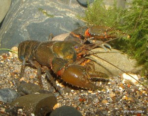 The New Hairy Crayfish Euastacus neohirsutus