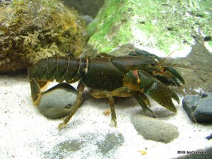 The Many Bristled Crayfish Euastacus polysetosus