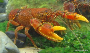 The Southern Lobster Euastacus yanga