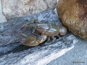 Cherax punctatus from the Mary River Queensland