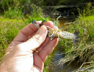 The yabby Cherax destructor from Piles Creek, Somersby NSW