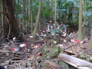 Rob McCormack (left) and Paul Van der Werf (right) researching Euastacus urospinosus. Each flag represents a burrow entrance in the rainforest floor.