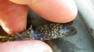 Berried female Gramastacus crayfish 1.73 grams, 13.94 mm OCL