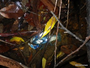 Photo the Lamington Crayfish Euastacus sulcatus