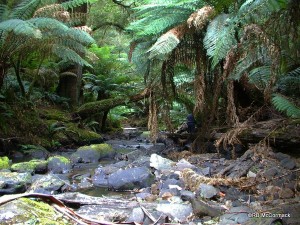 Youngs Creek, Great Otway National Park