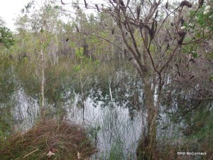 Shallow coastal paperbark and reed swamps in the Lake Innes National Park are prime giant water bug habiutat areas