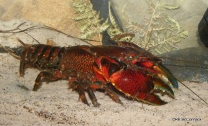 The Sydney Crayfish Euastacus australasiensis