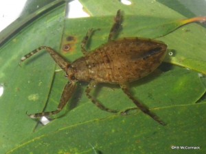 This juvenile Giant Water Bug from Coffs Harbour areas is only 30 mm head to tail