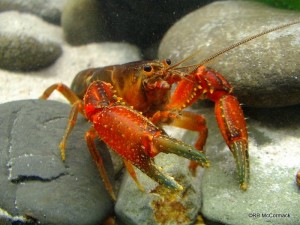 The narrow dwarf crayfish Euastacus angustus