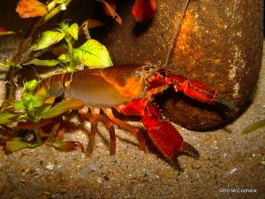 The Narrow Dwarf Crayfish Euastacus angustus