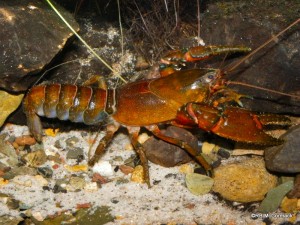 Embezee’s crayfish Euastacus binzayedi