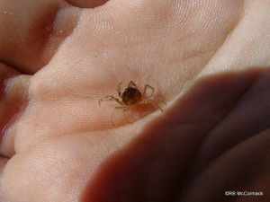 The False Spider Crab Amarinus lacustris from Stradbroke Island, Qld