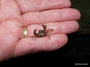 False spider crabs Amarinus lacustris