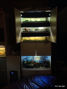 Chris's home aquarium