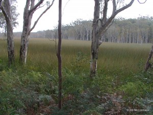 Typical coastal swamp habitat