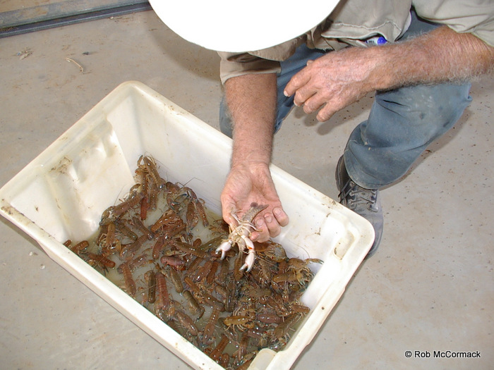 a humble aquacultured Yabby Cherax destructor