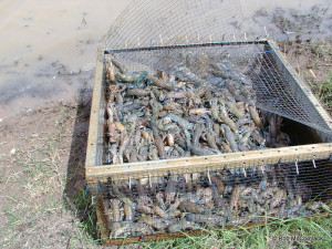 A holding cage full of yabbies ready for sale